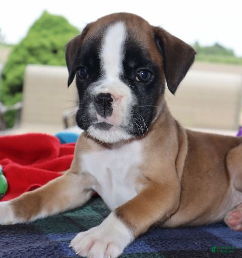 Boxer dogs Hunter - Champ lines - Ad 2