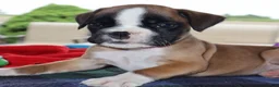 Boxer dogs for sale: Hunter - Champ lines - Ad 2