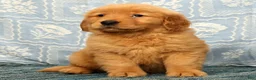Golden Retriever dogs for sale: Quincey - Ad 9
