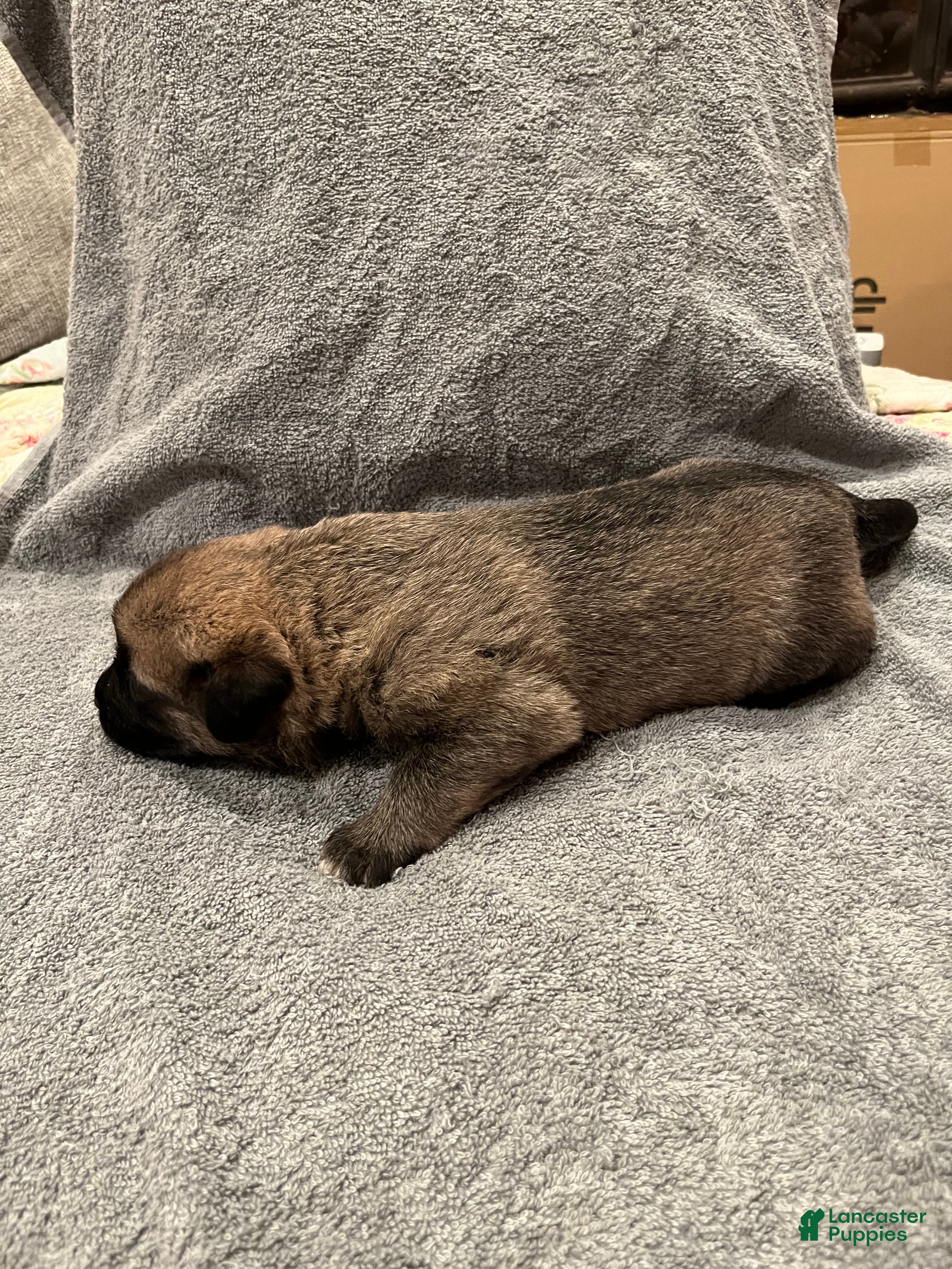 Mixed Breed dogs Boy- Red - Ad 2