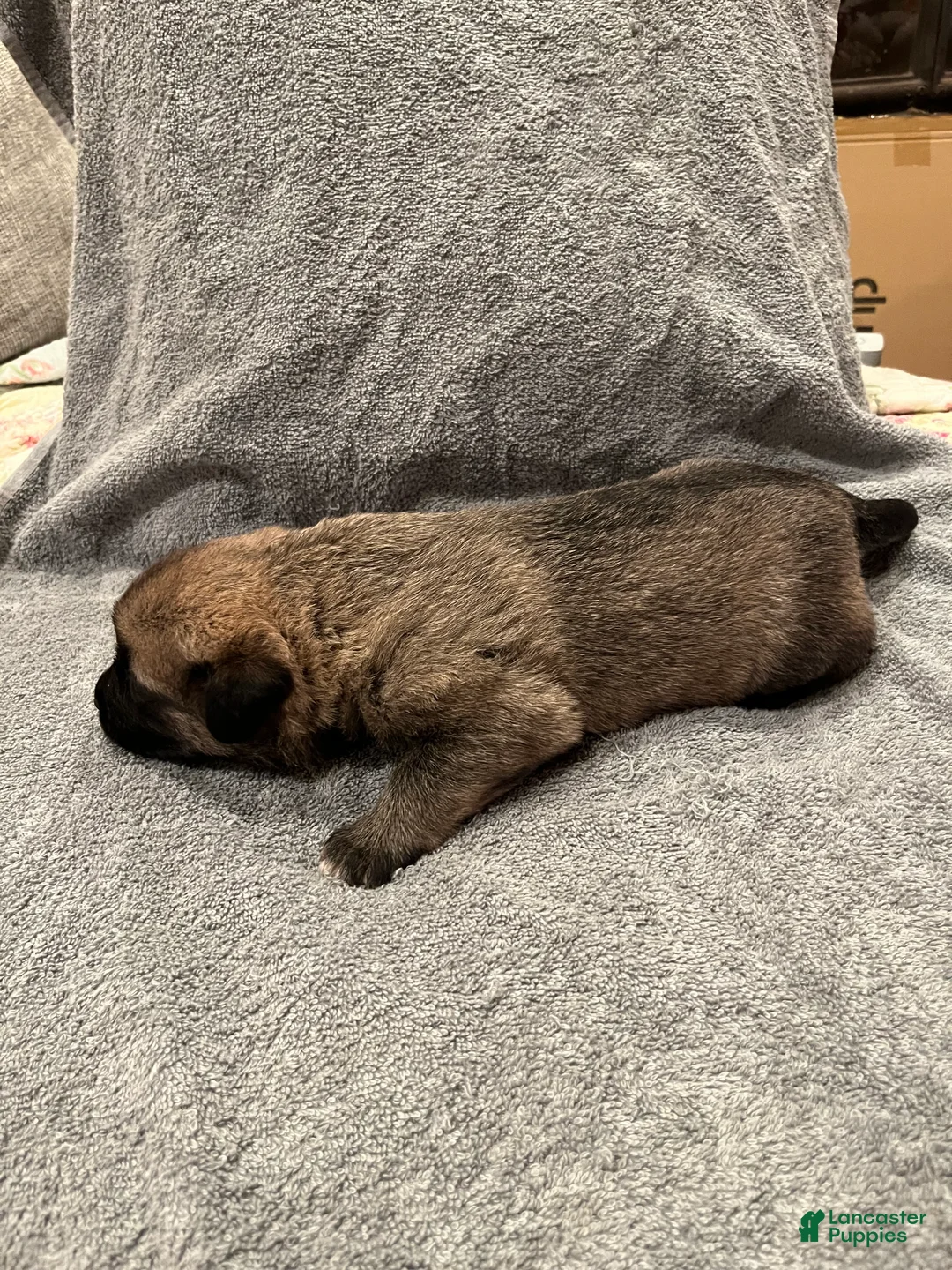 Mixed Breed dogs for sale: Boy- Red - Ad 2