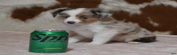 Toy Australian Shepherd dogs for sale: TANNER - Ad 1