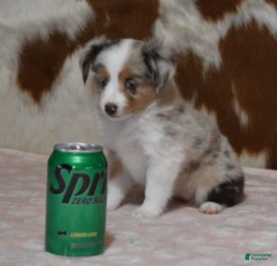 Toy Australian Shepherd dogs for sale: TANNER - Ad 1