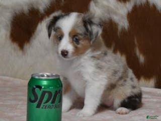 Toy Australian Shepherd dogs TANNER - Ad 8