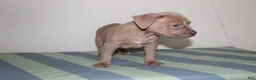 American Bully dogs for sale: American Bully 2 - Ad 3