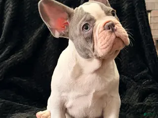 French Bulldog dogs for sale: Brutus - Ad 1