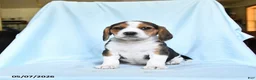 Beagle dogs for sale: Penny - Ad 3