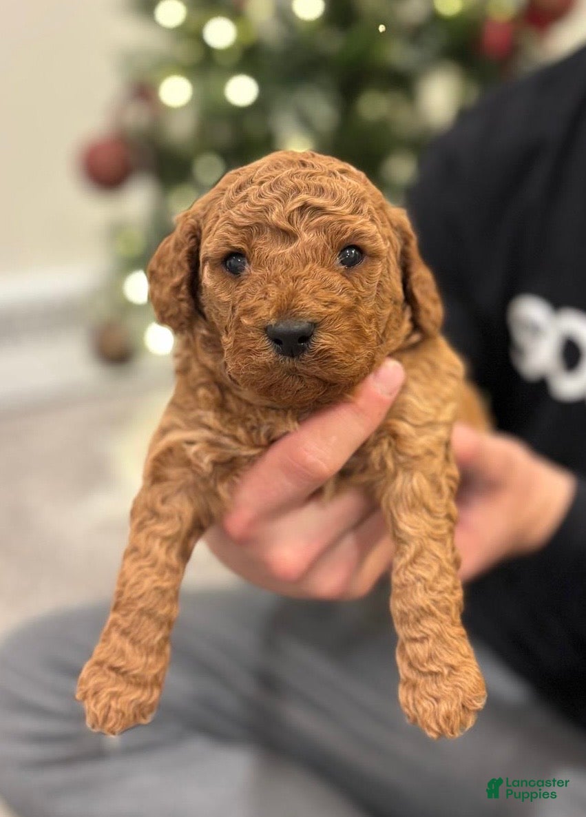 Mini Goldendoodle dogs for sale: Clover - Ad 2