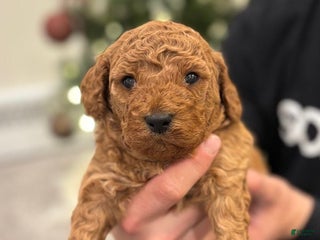 Mini Goldendoodle dogs for sale: Clover - Ad 2