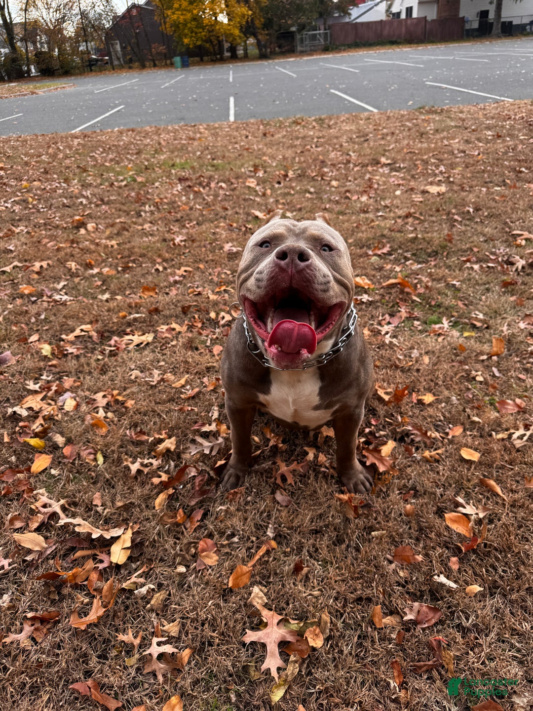 American Bully dogs for stud: ZPB BIG BANKS - Ad 3