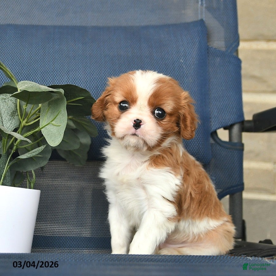Cavalier King Charles Spaniel dogs Clover  - Ad 1