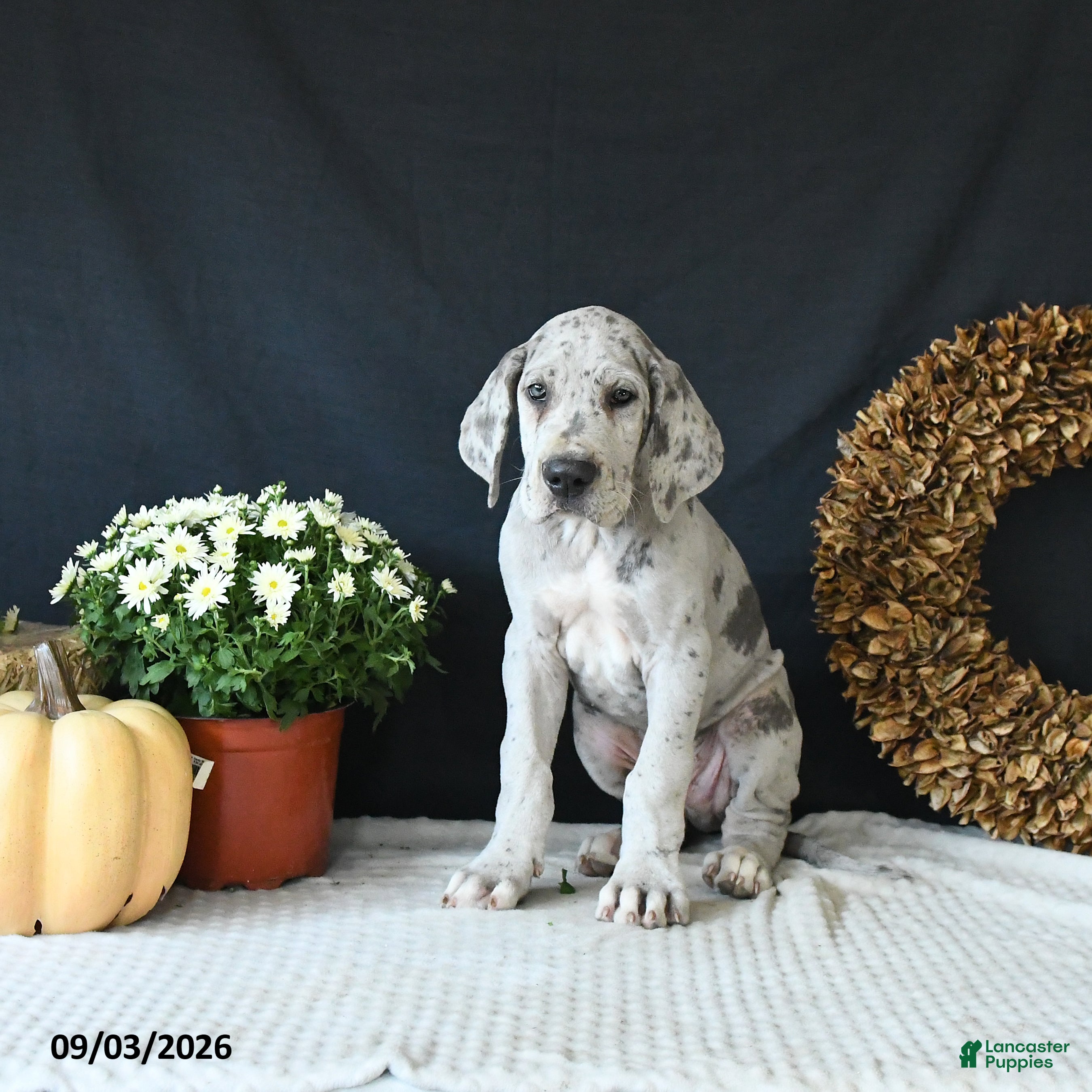 Great Dane dogs Bo  - Ad 1