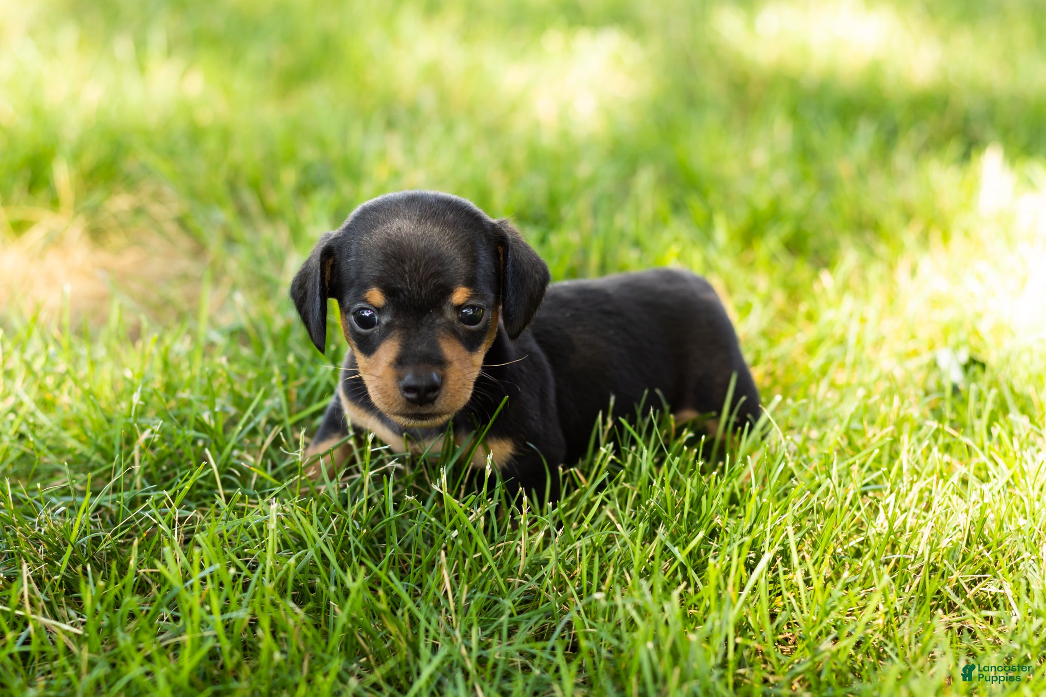 Miniature Dachshund dogs Oscar  - Ad 39
