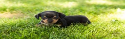 Miniature Dachshund dogs for sale: Oscar  - Ad 1