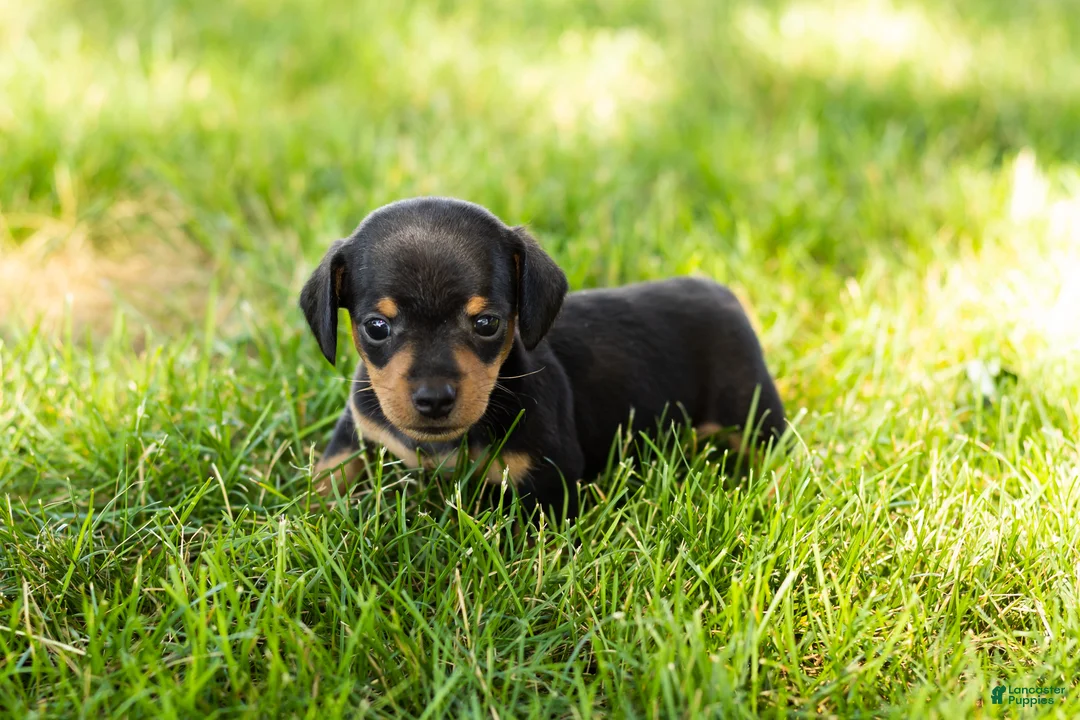 Miniature Dachshund dogs for sale: Oscar  - Ad 1
