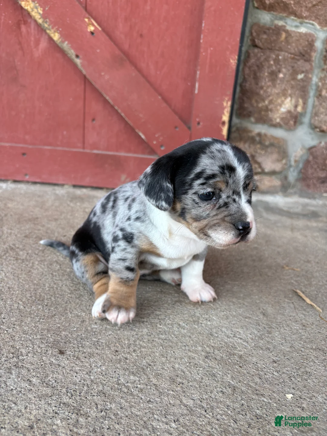 Mixed Breed dogs for sale: Mixed Breed Puppy 3 - Ad 2