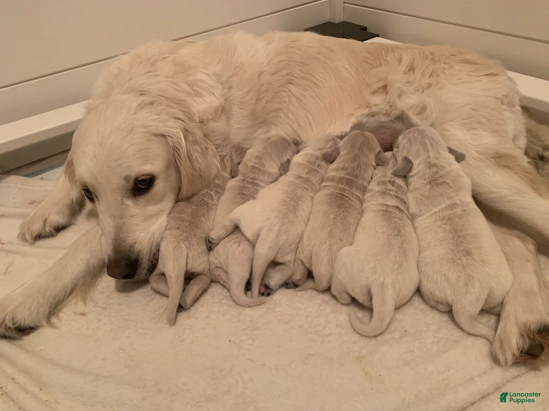 Golden Retriever dogs for sale: Golden Retriever Puppy 3 - Ad 2