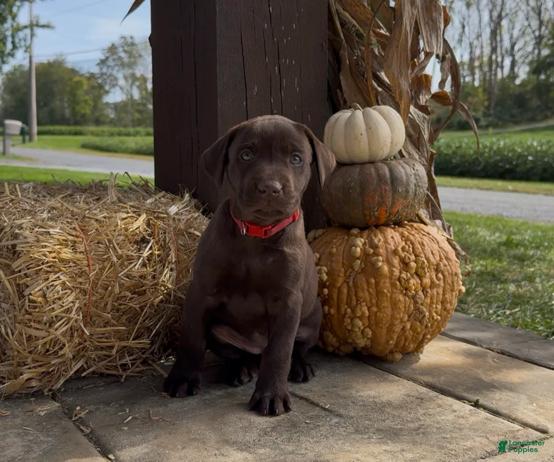 Labrador Retriever dogs for sale: Bo - Ad 1