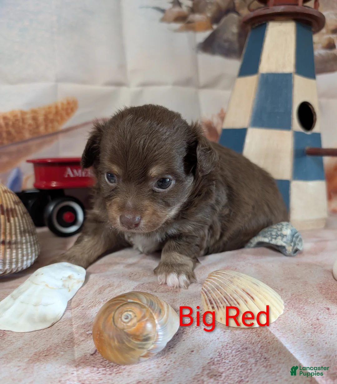 Chihuahua dogs for sale: Big Red ACA - Ad 1
