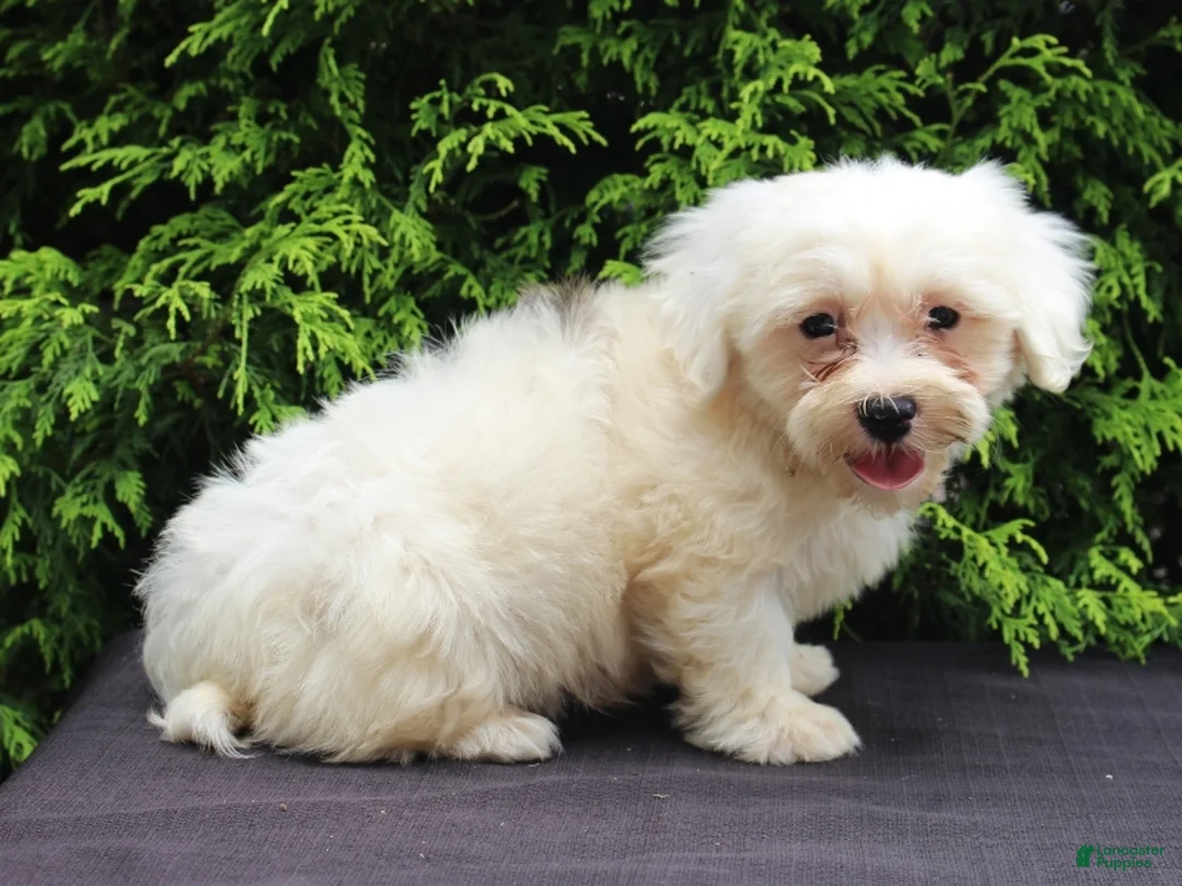 Teddy Bear dogs for sale: White Oak - Ad 1