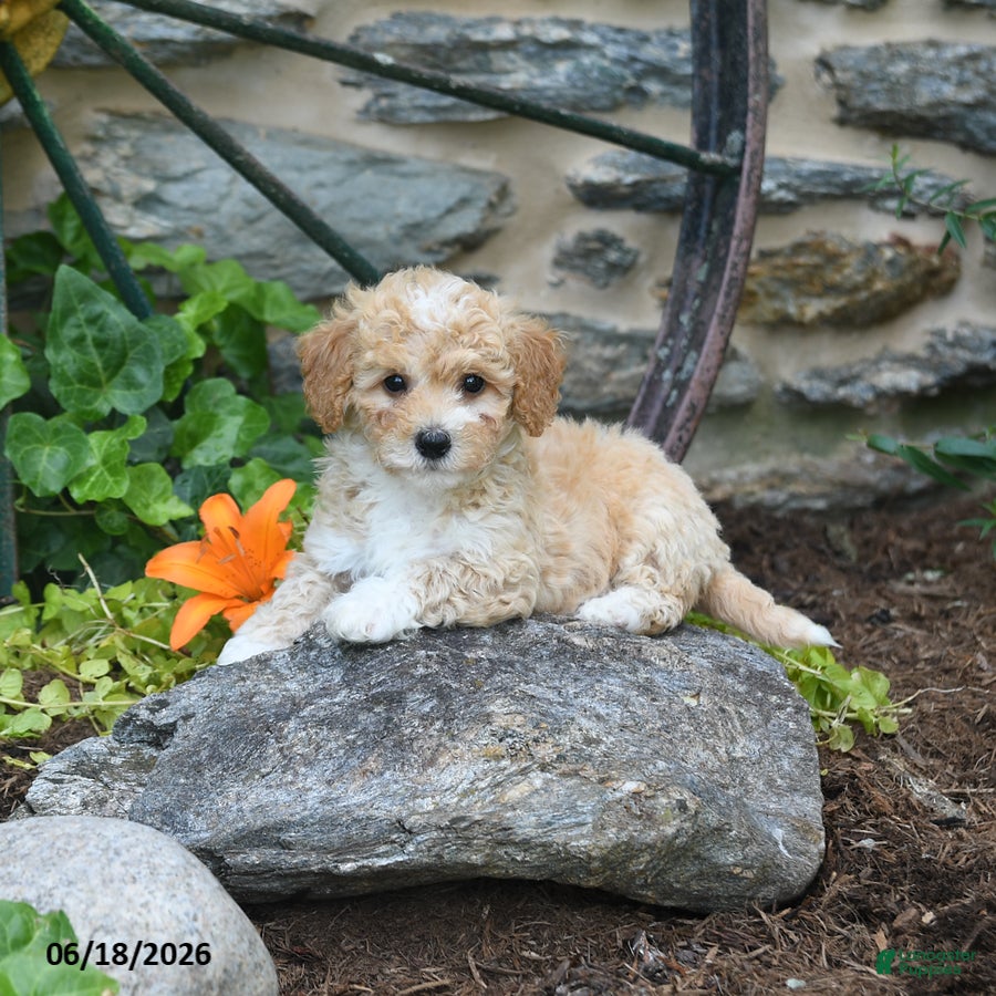 Mini Goldendoodle dogs Pearl - Ad 1
