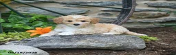 Mini Goldendoodle dogs for sale: Pearl - Ad 1