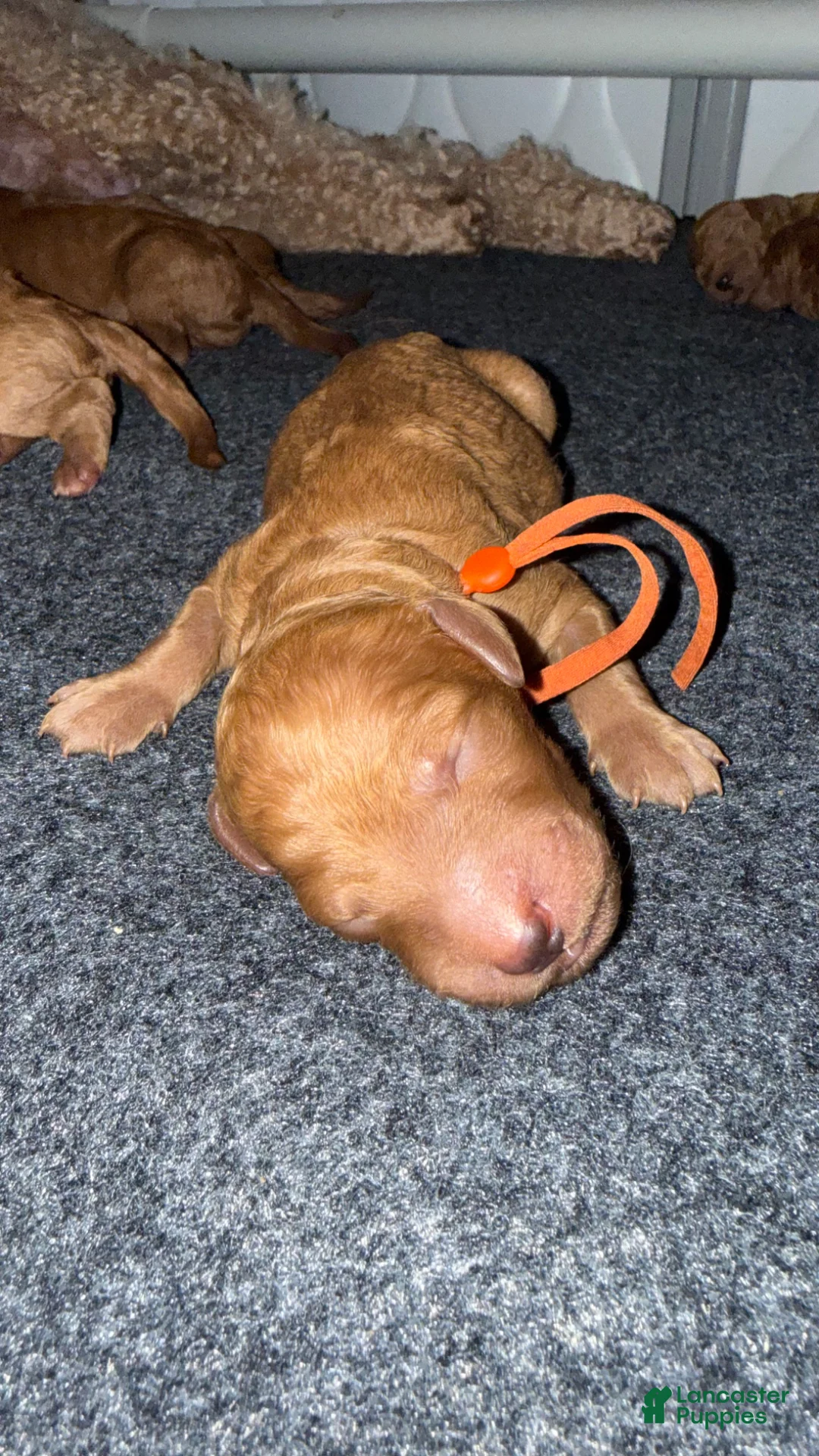 Standard Poodle dogs for sale: Orange  - Ad 1