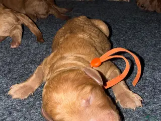 Standard Poodle dogs Orange - Ad 28