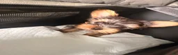 Yorkshire Terrier dogs for sale: Yorkshire Terrier 1 - Ad 3
