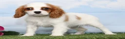 Cavalier King Charles Spaniel dogs for sale: CeCe - Ad 3