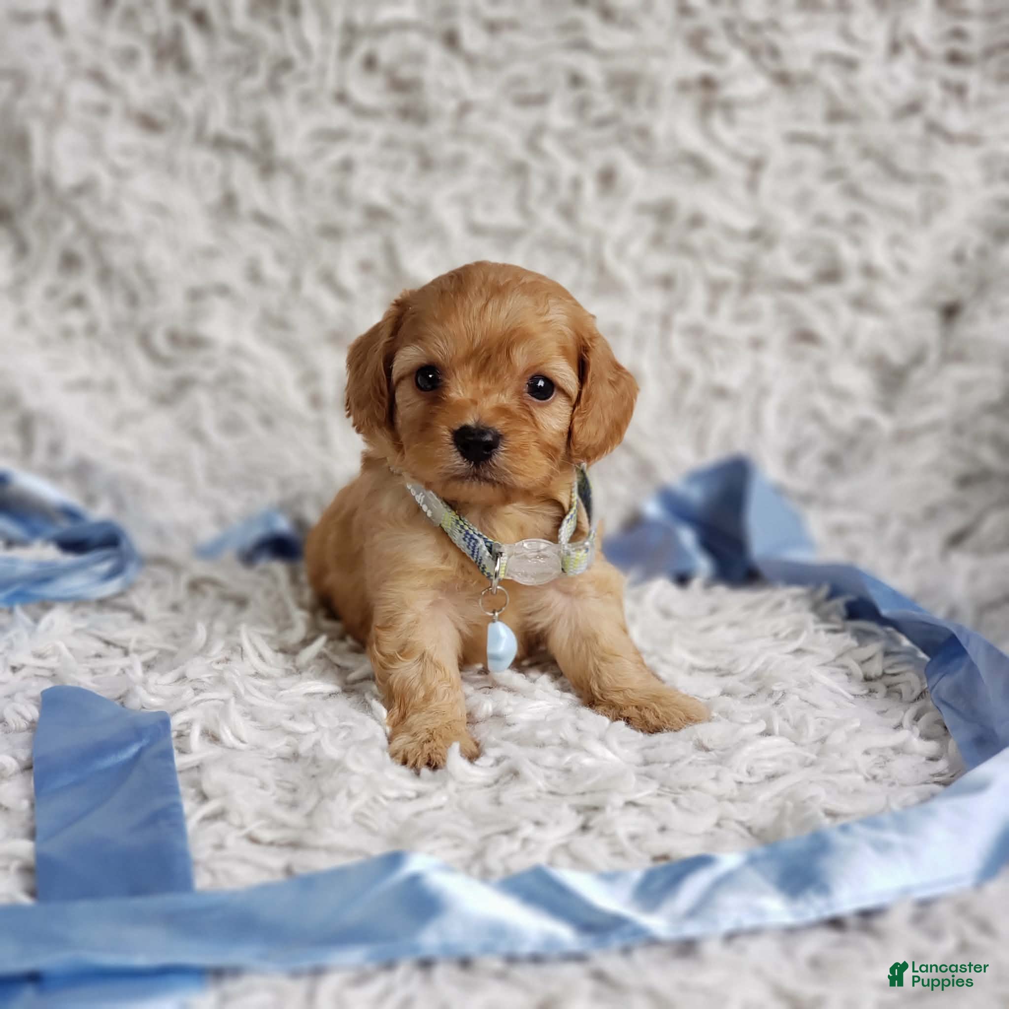 Cavapoo dogs Liam - Ad 3