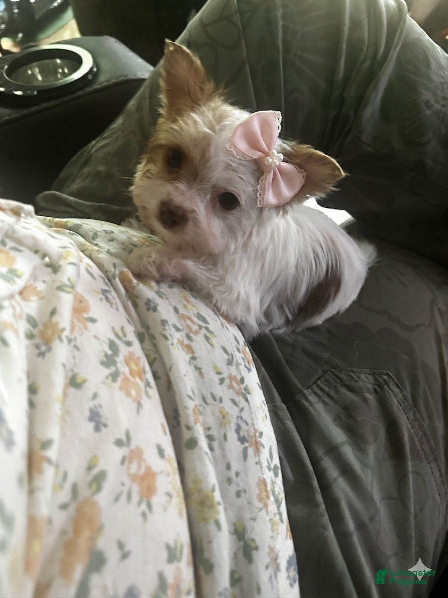 Yorkshire Terrier dogs AKC Smooches 💋  - Ad 1