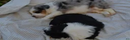 Aussiedoodle dogs for sale: Steak - Ad 14