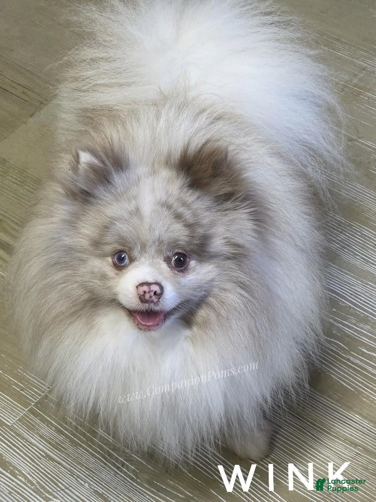Pomeranian dogs Wink - Lavender Merle Parti - Blue Eye - Ad 1