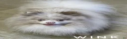 Pomeranian dogs for sale: 😉 One Wink and You’ll Fall in Love – Gorgeous Lavender Merle Parti Pom! 💜🐾 - Ad 1