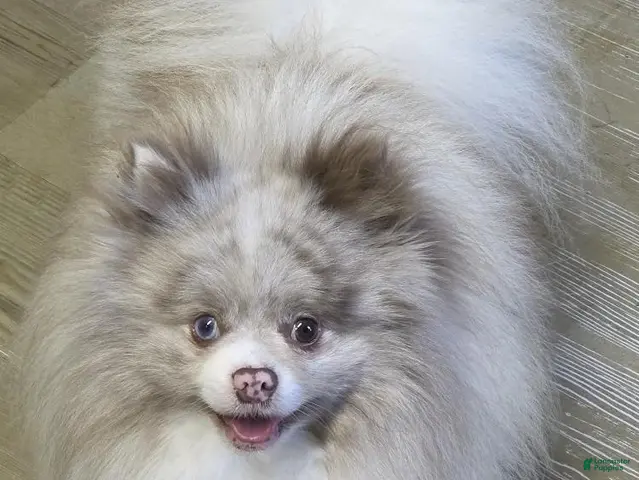 Pomeranian dogs for sale: 😉 One Wink and You’ll Fall in Love – Gorgeous Lavender Merle Parti Pom! 💜🐾 - Ad 1