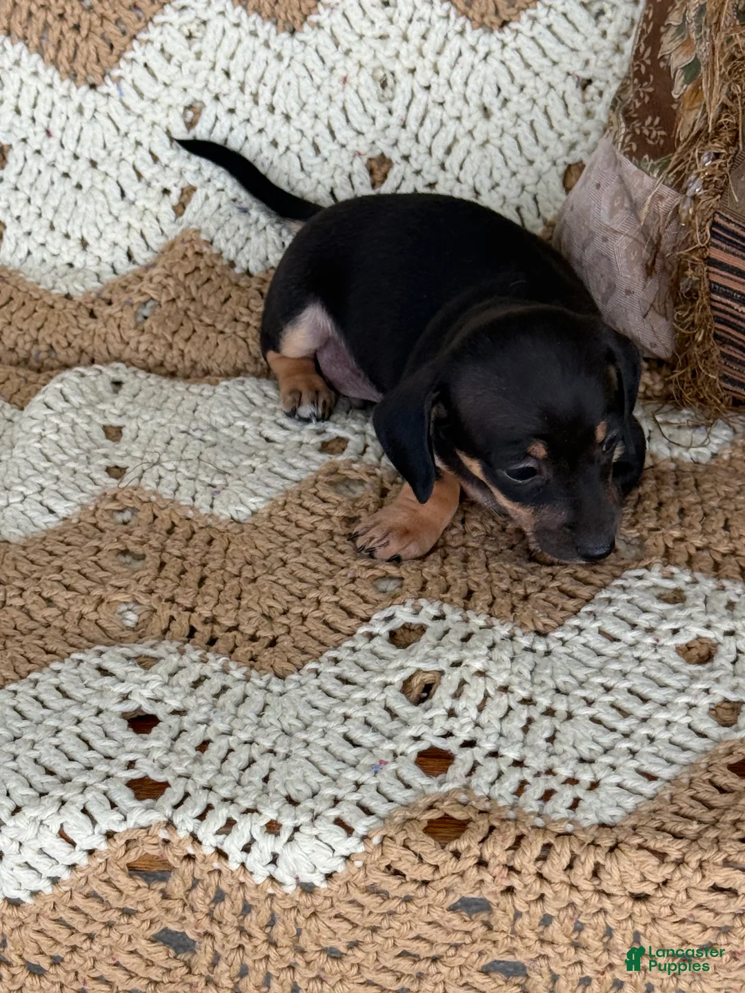 Miniature Dachshund dogs for sale:  Rocky - Ad 3