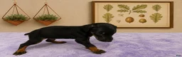 Doberman Pinscher dogs for sale: Titan - Ad 3