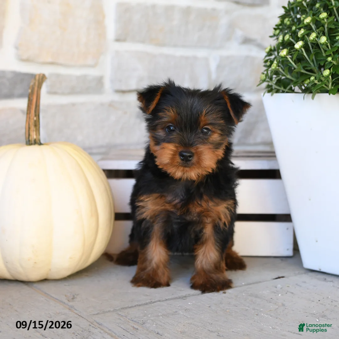 Yorkshire Terrier dogs for sale: Snickers - Ad 2