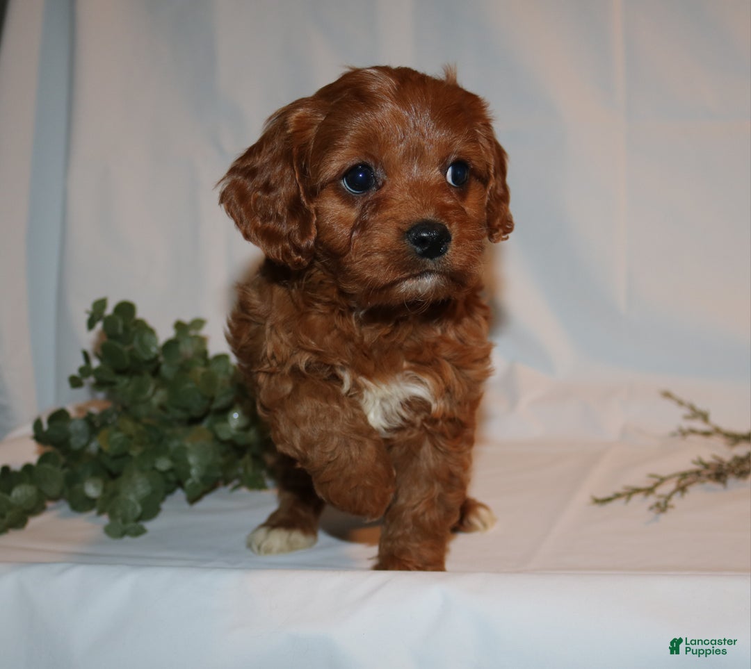 Cavapoo dogs for sale: Sally - Ad 2
