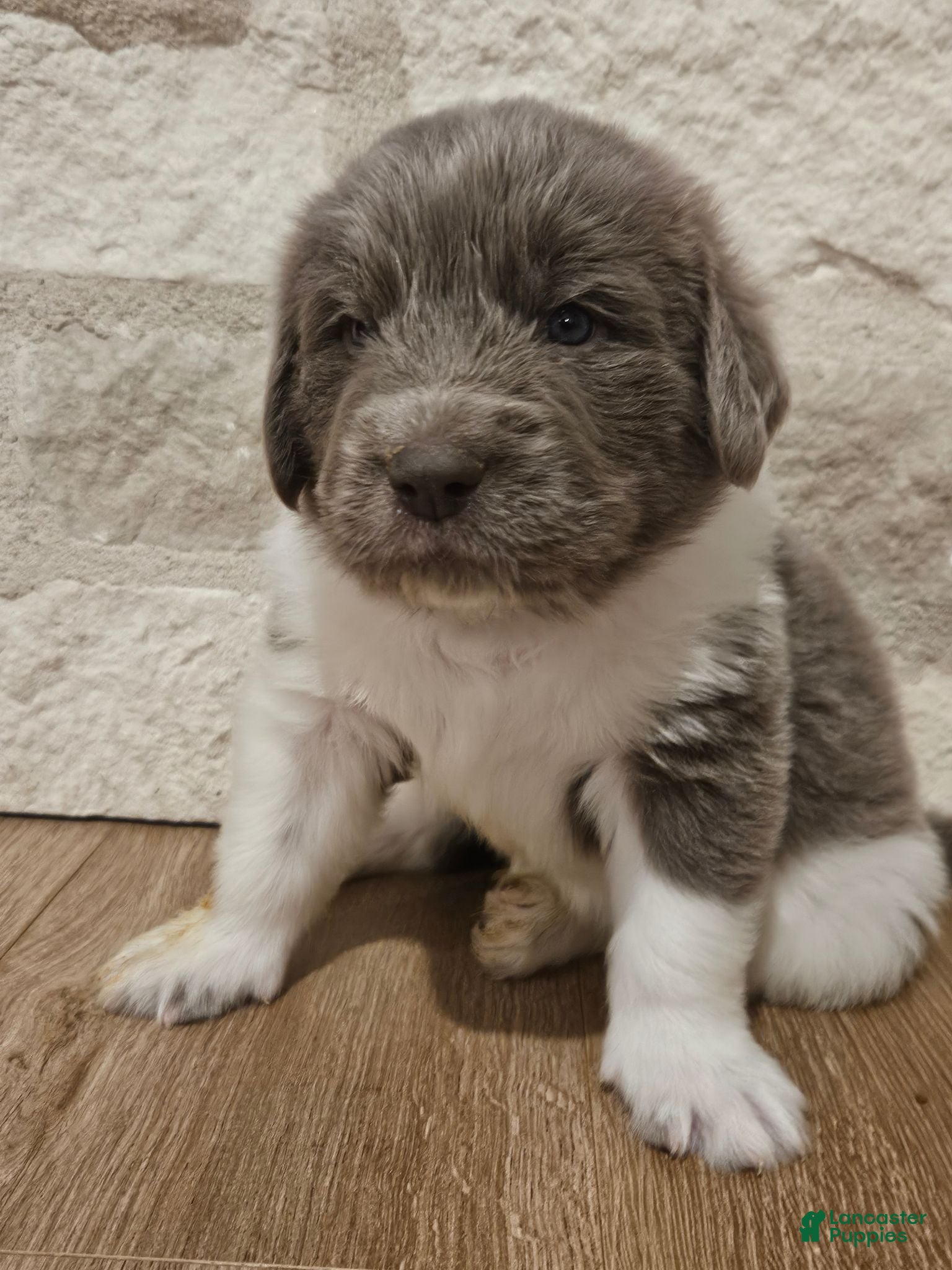 Newfoundland dogs Remington (gray collar)  - Ad 1