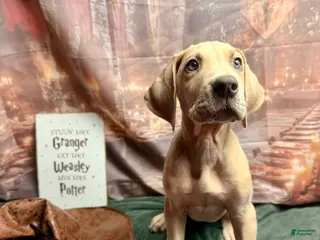 Great Dane dogs Blue fawn (Heavy Euro) - Ad 26