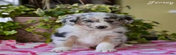 Australian Shepherd dogs for sale: Jersey - Ad 3