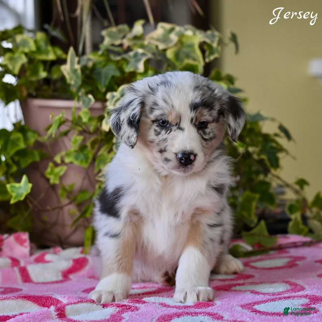 Australian Shepherd dogs for sale: Jersey - Ad 3