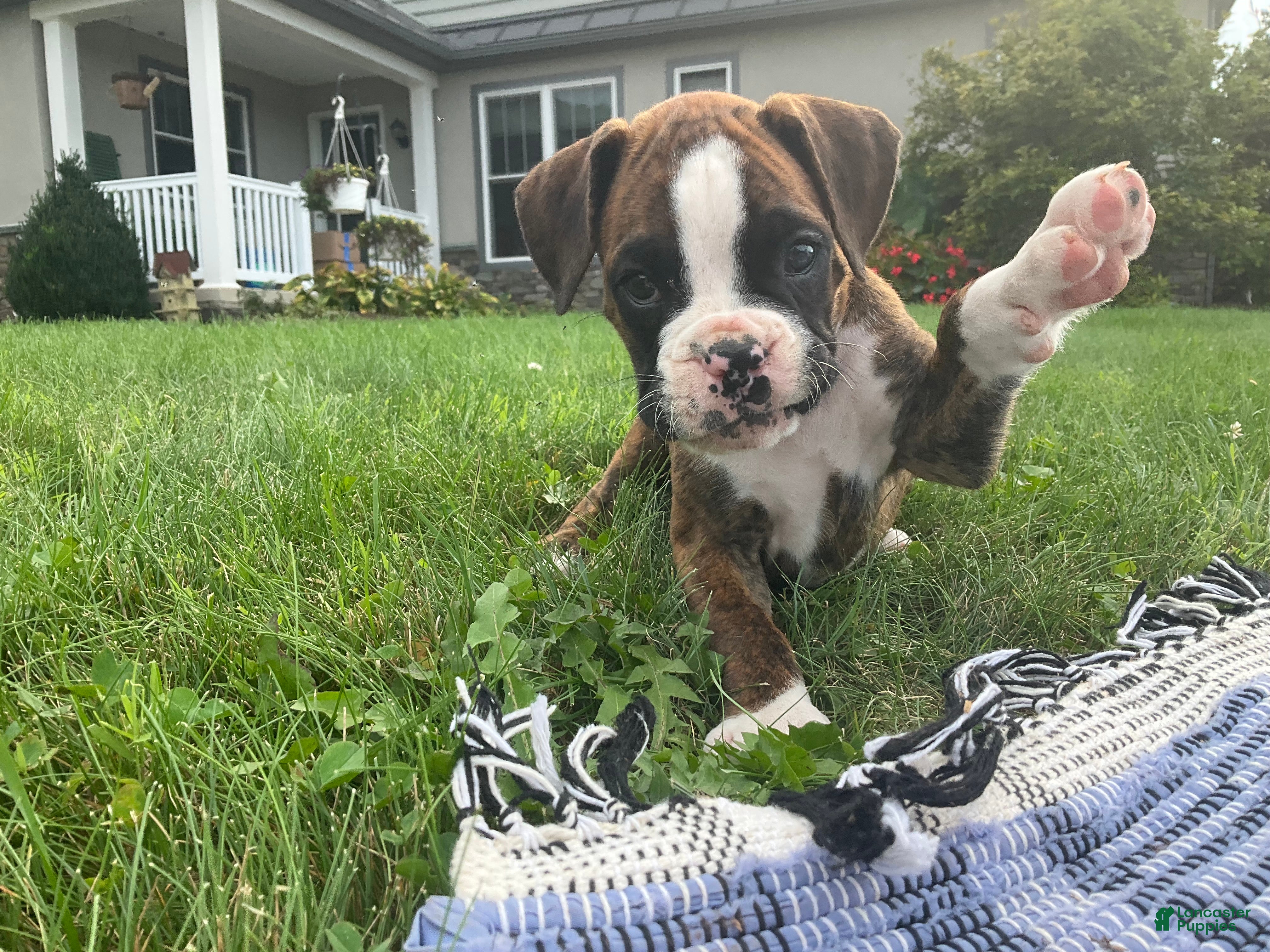 Boxer dogs Koby - Ad 2
