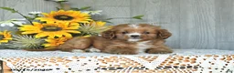 Cavapoo dogs for sale: Nolan - Ad 3