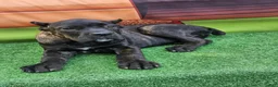 Cane Corso dogs for sale: ELLA - Ad 7