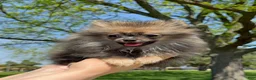 Pomeranian dogs for sale: Pomeranian Puppy Ruby - Ad 10