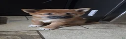 Shiba Inu dogs for sale: Shiba Inu Puppy 1 - Ad 11