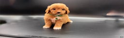 Mini Goldendoodle dogs for sale: Ziggy F One - Ad 3